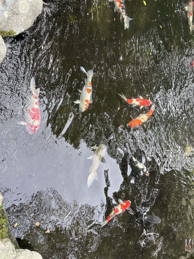 Kois im Wasser bei Ise Jingu