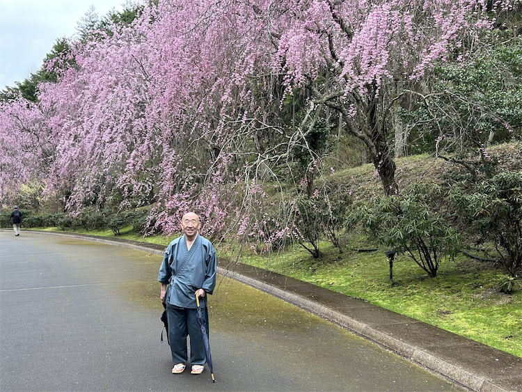 Kirschblüten bei Shigaraki auf dem Weg zum Miho Museum