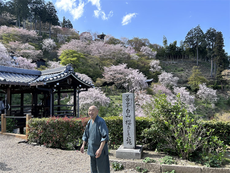Yoshimine-dera Tempel mit Kirschblüten
